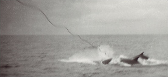 20120521-Whaling -Hvalskyting.jpg